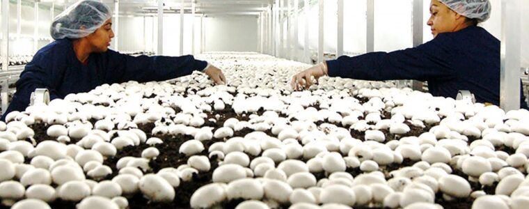 The Ultimate Guide to Mushroom House Sanitization